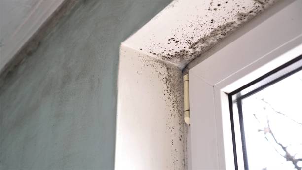 Forensic Mold Investigation in Hoschton, GA