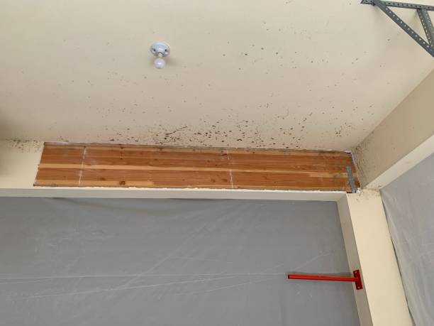 Mold Odor Removal Services in Hoschton, GA